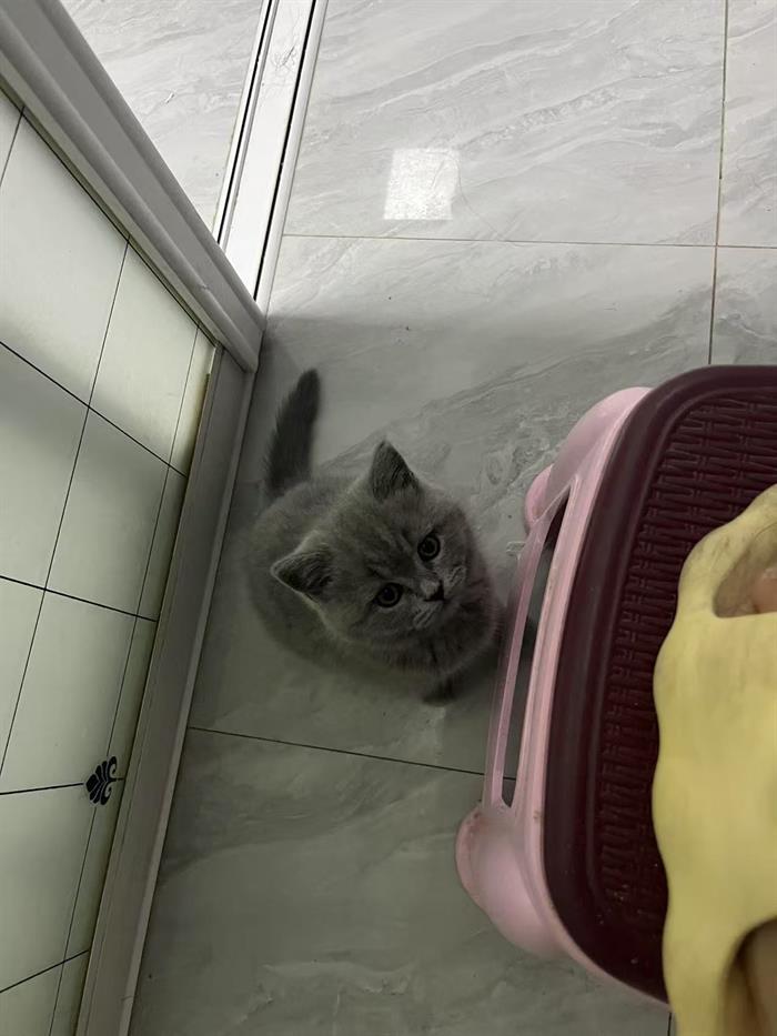 精品蓝猫，蓝白出售，特别健康，能吃能玩